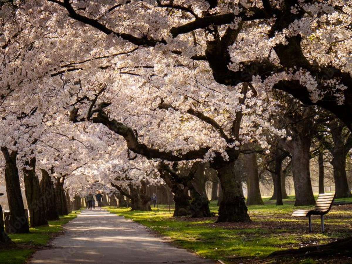 Get lost in the sea of ​​flowers and tree-lined paths of Hagley Park, and let your mind return to tranquility with every step!