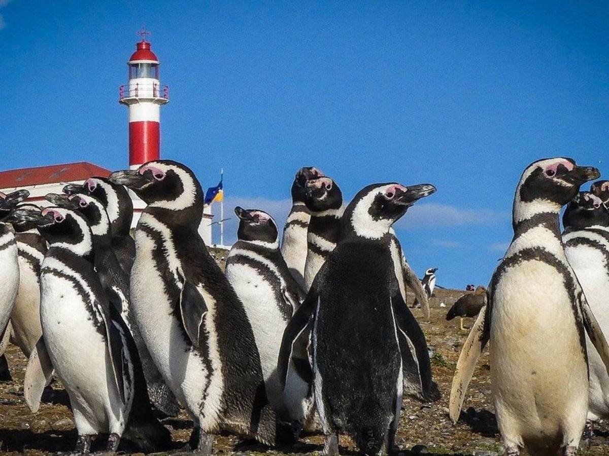 There are ten times more penguins than people! Explore the forbidden island ‘occupied’ by Magellanic penguins