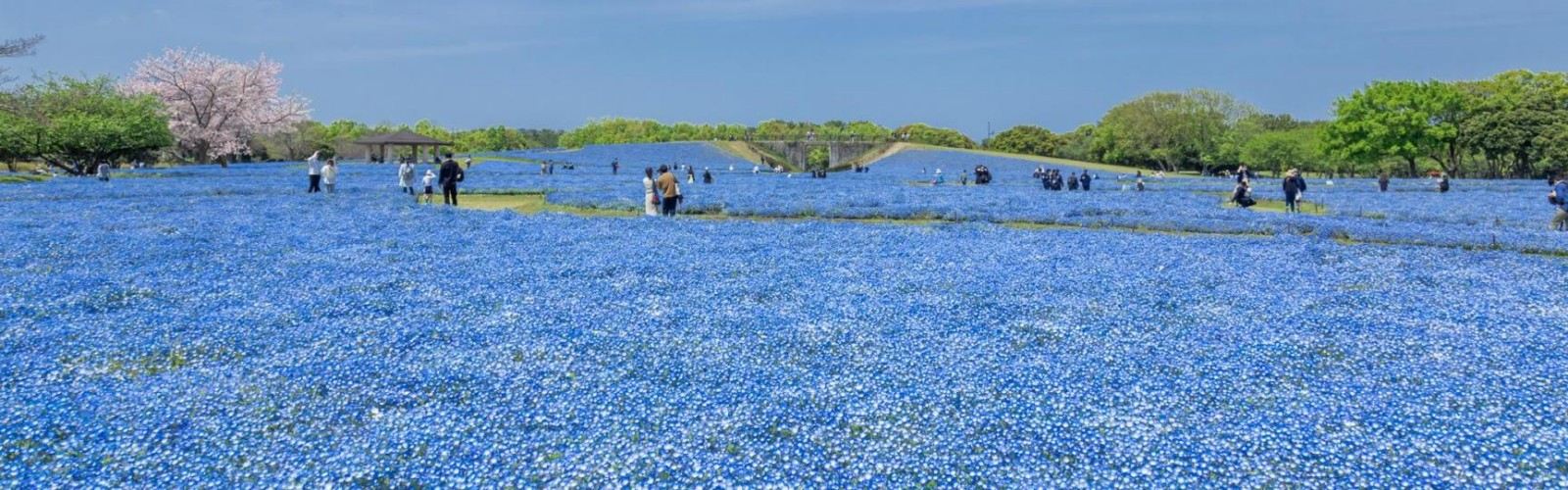 Uminonakamichi Seaside Park