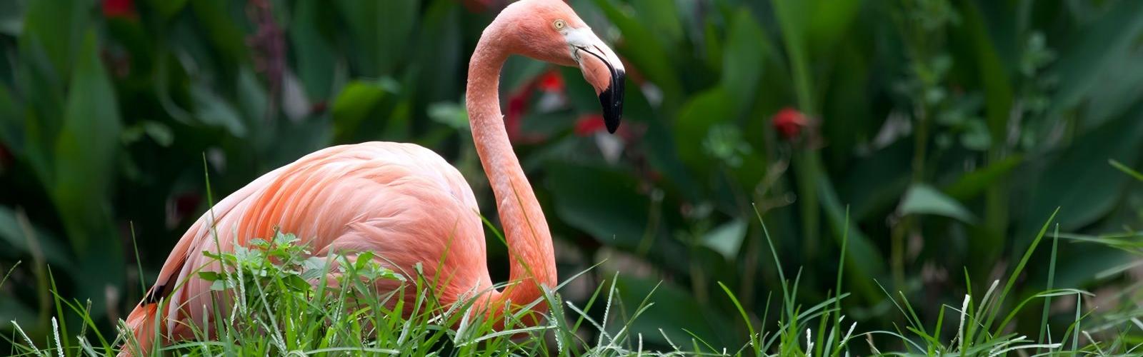 Flamingo Habitat