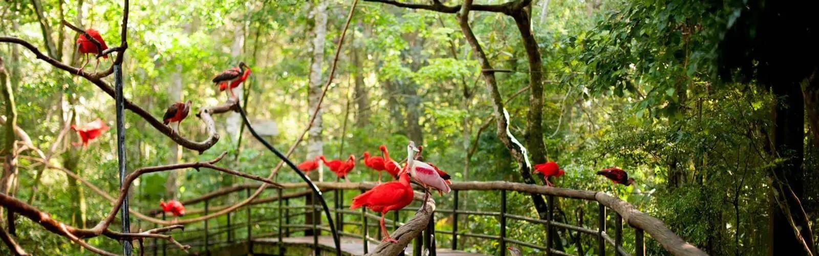Parque das Aves