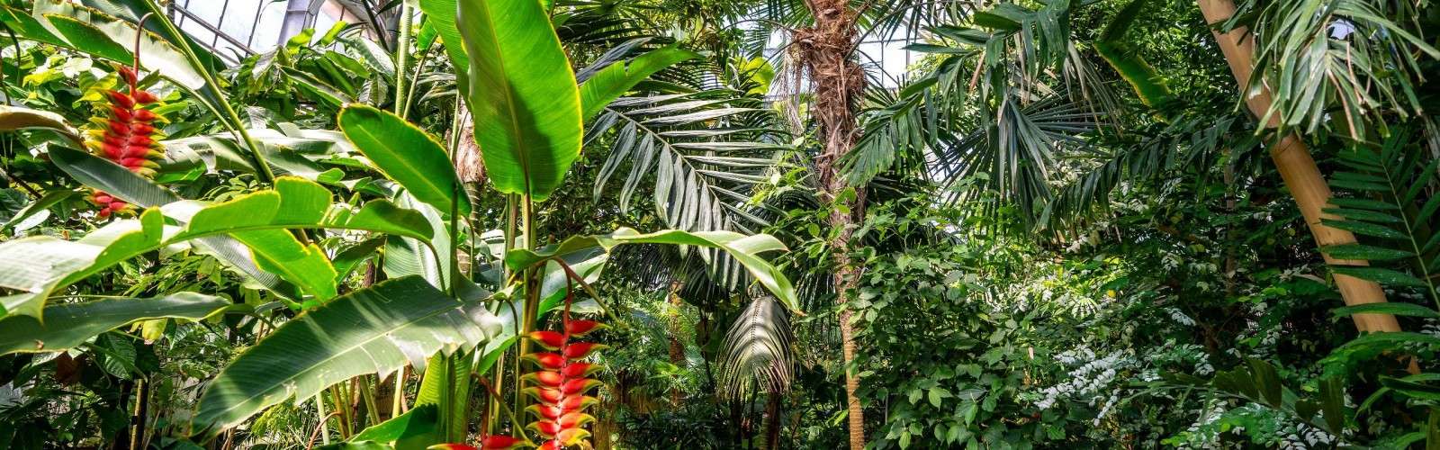 Heidelberg Botanical Garden