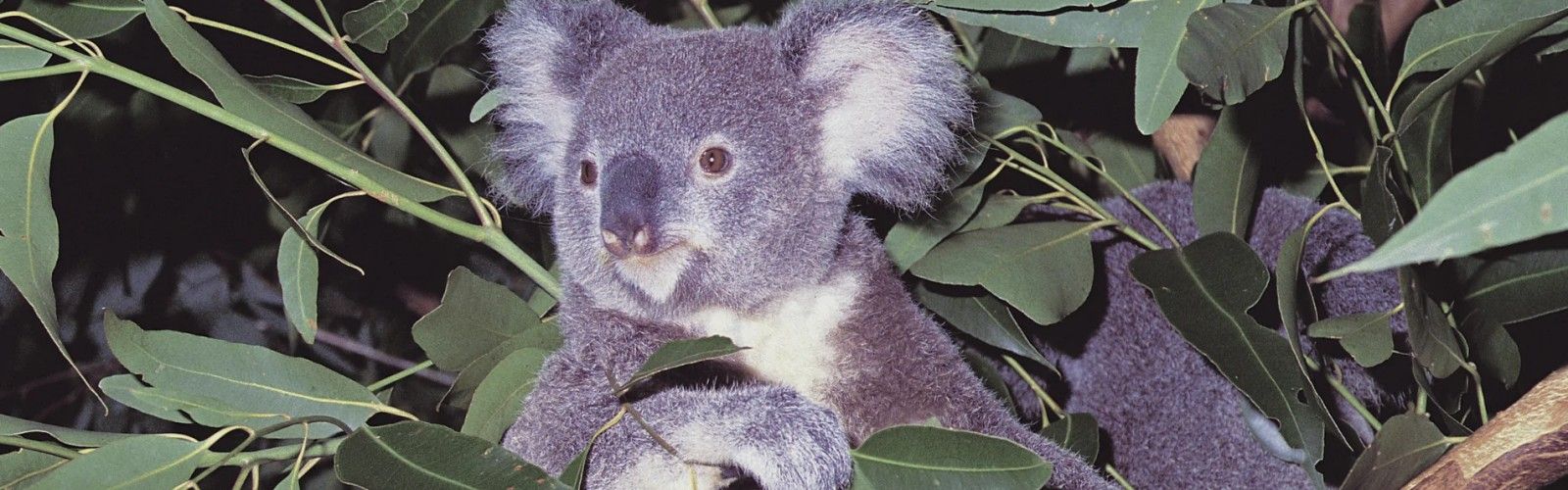 Lone Pine Koala Sanctuary