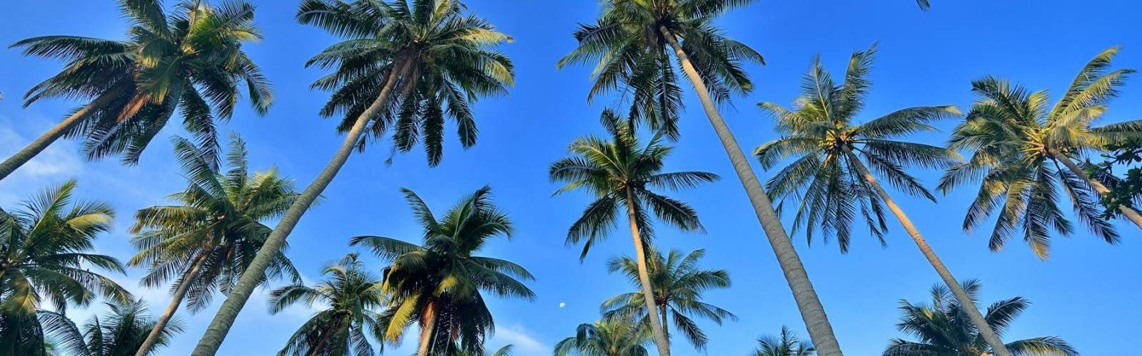 Coconut Plantations