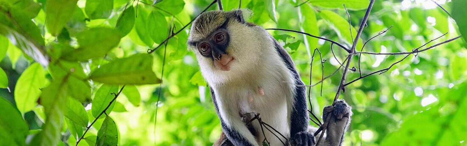 Tafi Atome Monkey Sanctuary