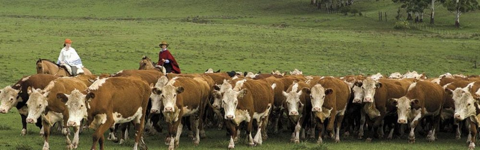Gaucho Culture