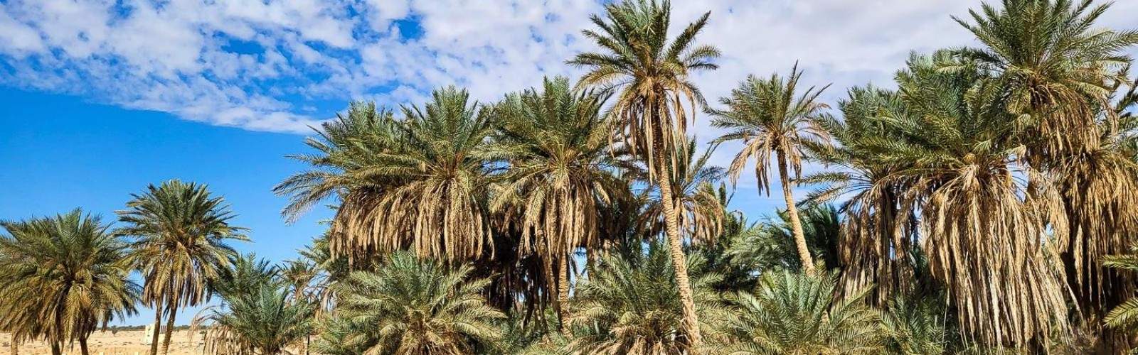 Tozeur Oasis