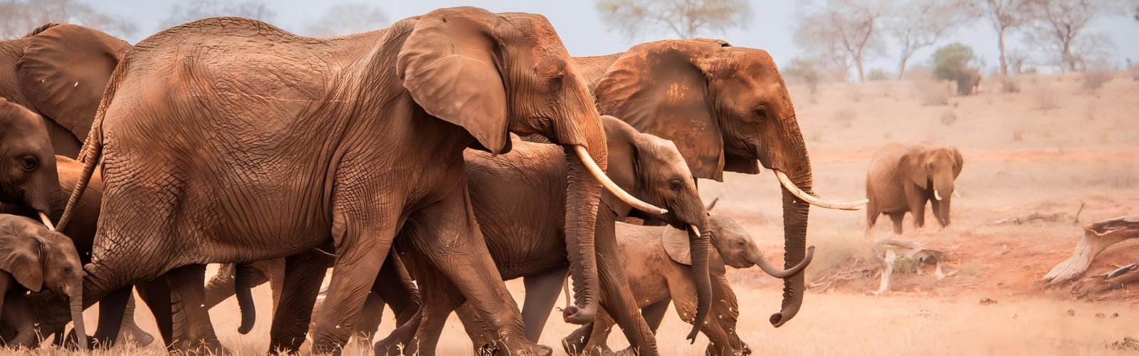 Sheldrick Wildlife Trust