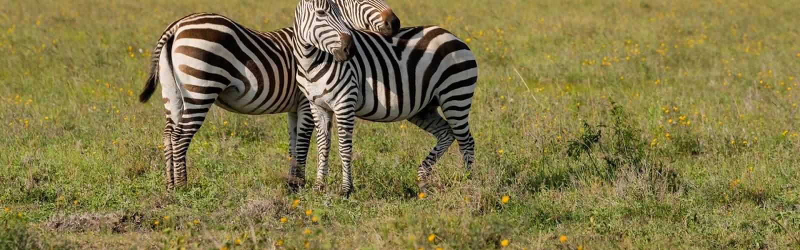 Nairobi National Park