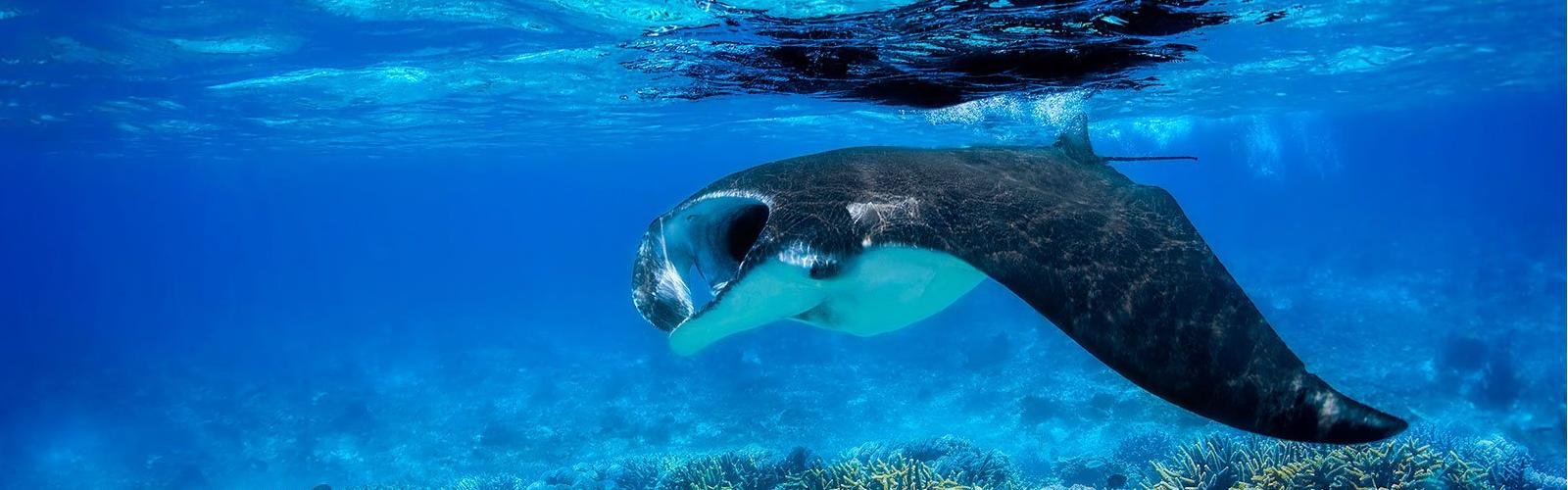 Long Island Diving