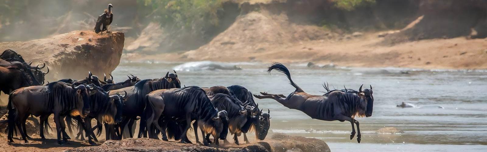 Serengeti River
