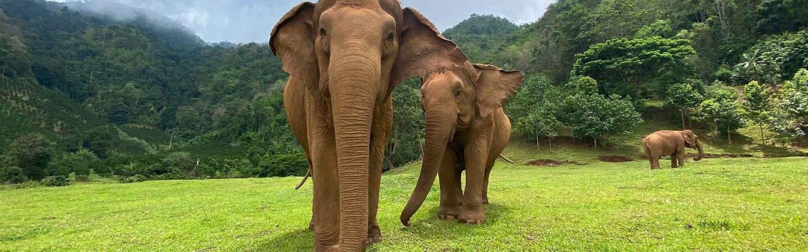 Elephant Nature Park