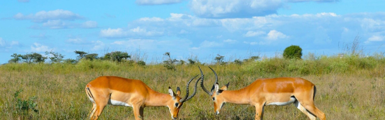 Kisumu Impala Sanctuary
