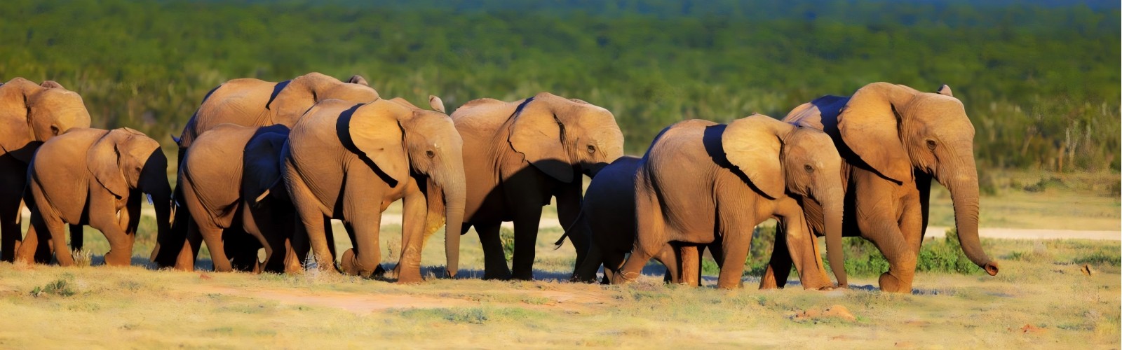 Addo Elephant National Park
