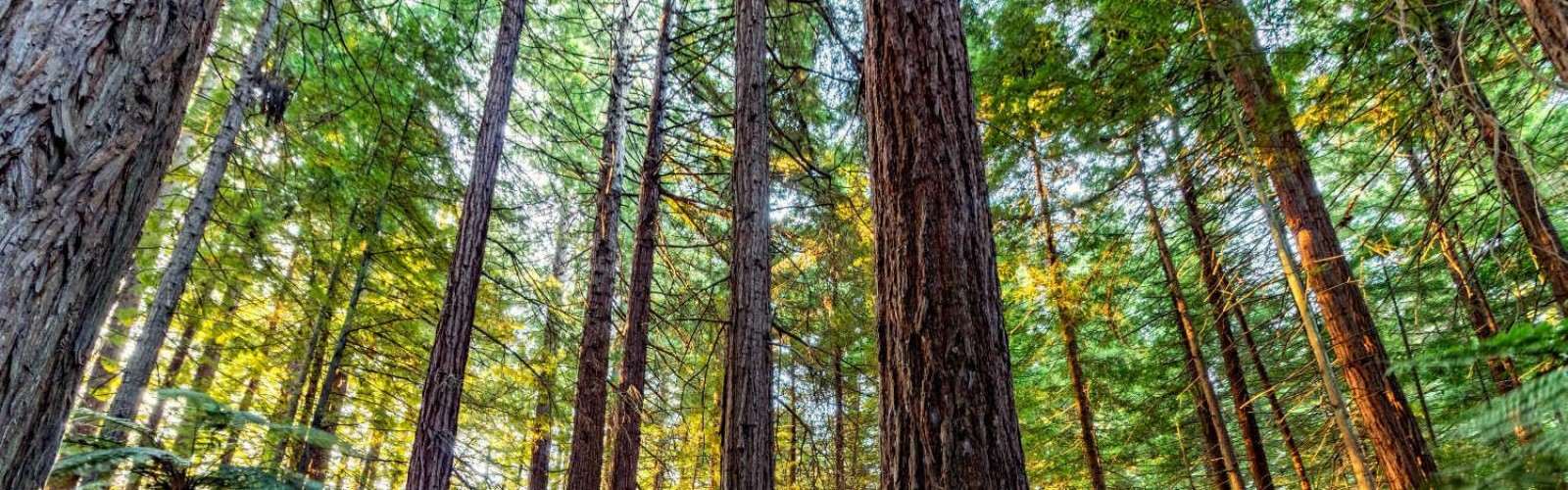 Redwoods Whakarewarewa Forest