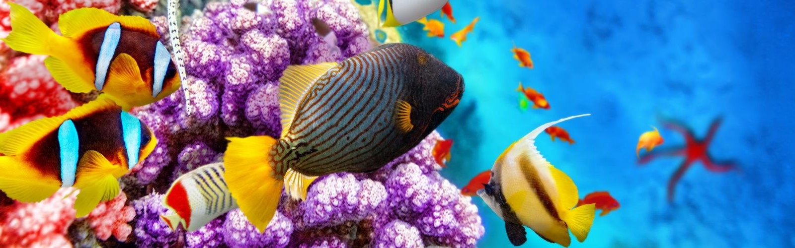 Great Barrier Reef