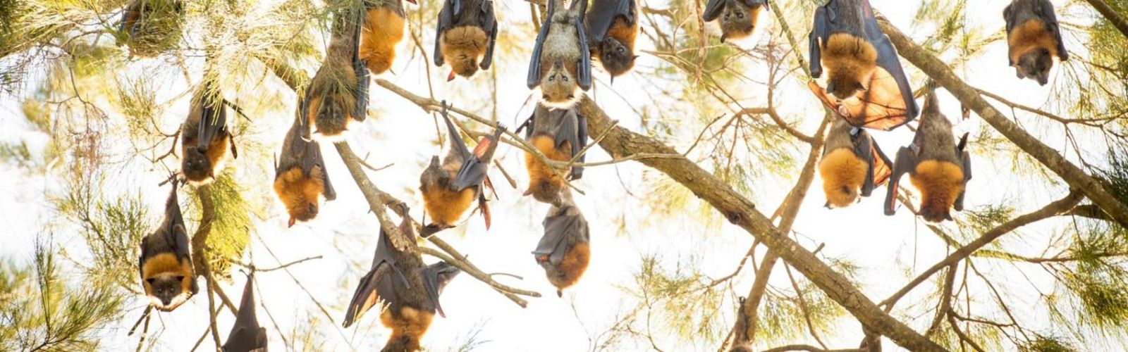 Flying Fox Colony