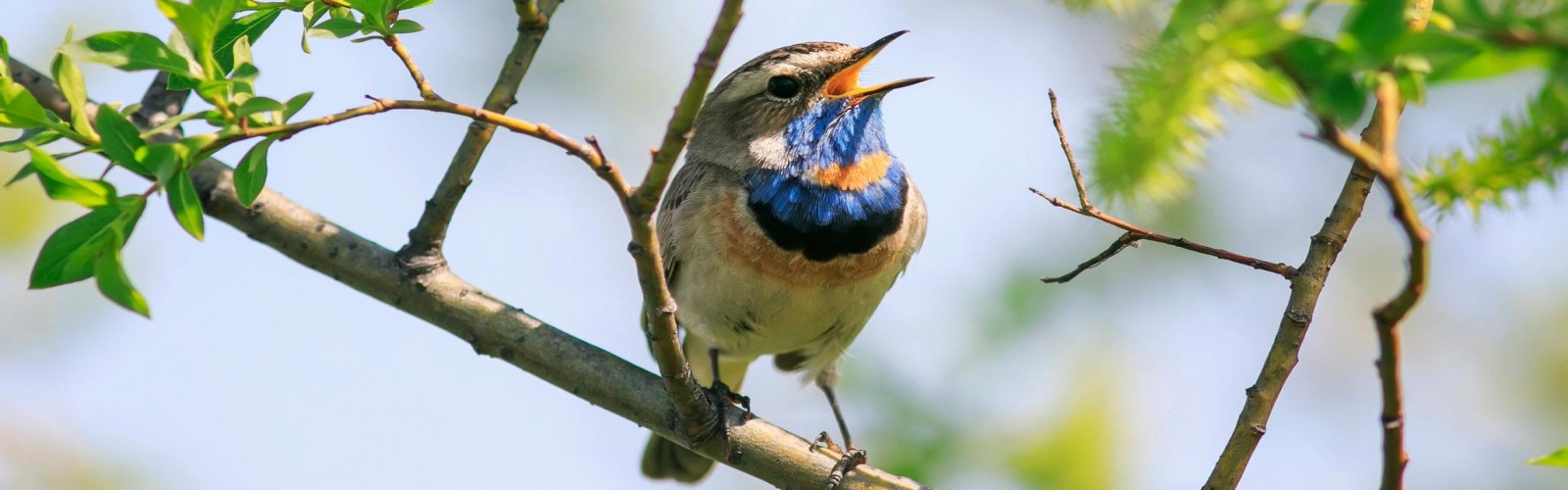 Bird Watching