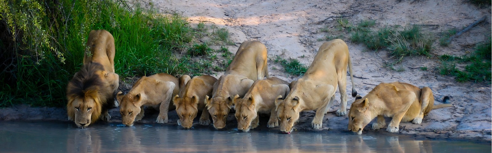 Indian Lion Forest