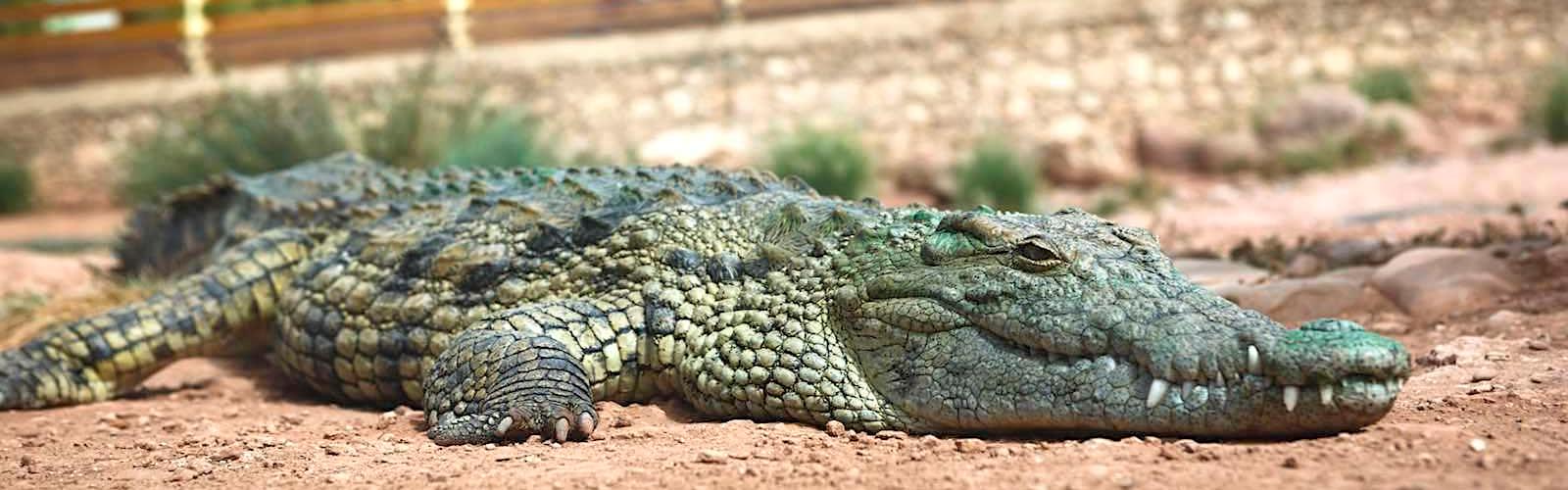 Crocoparc Agadir