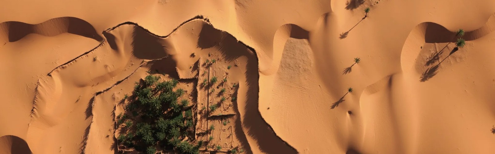 Sahara Desert Oasis