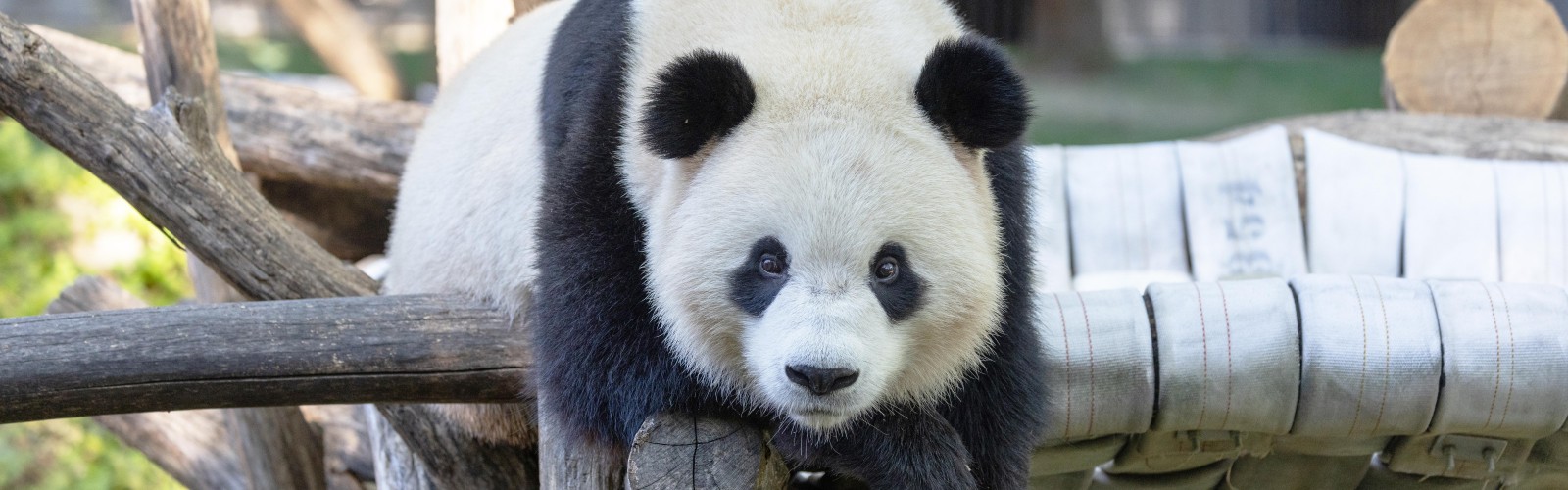 Chengdu