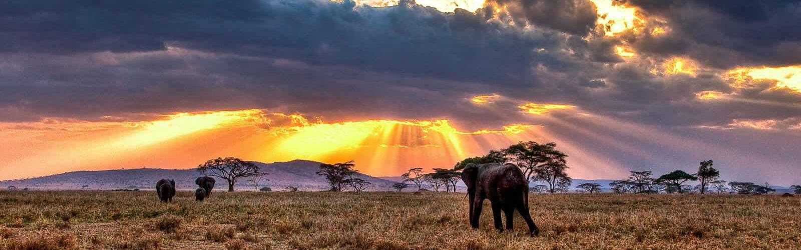 Serengeti