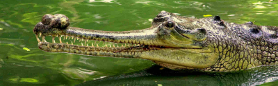 Davao Crocodile Park