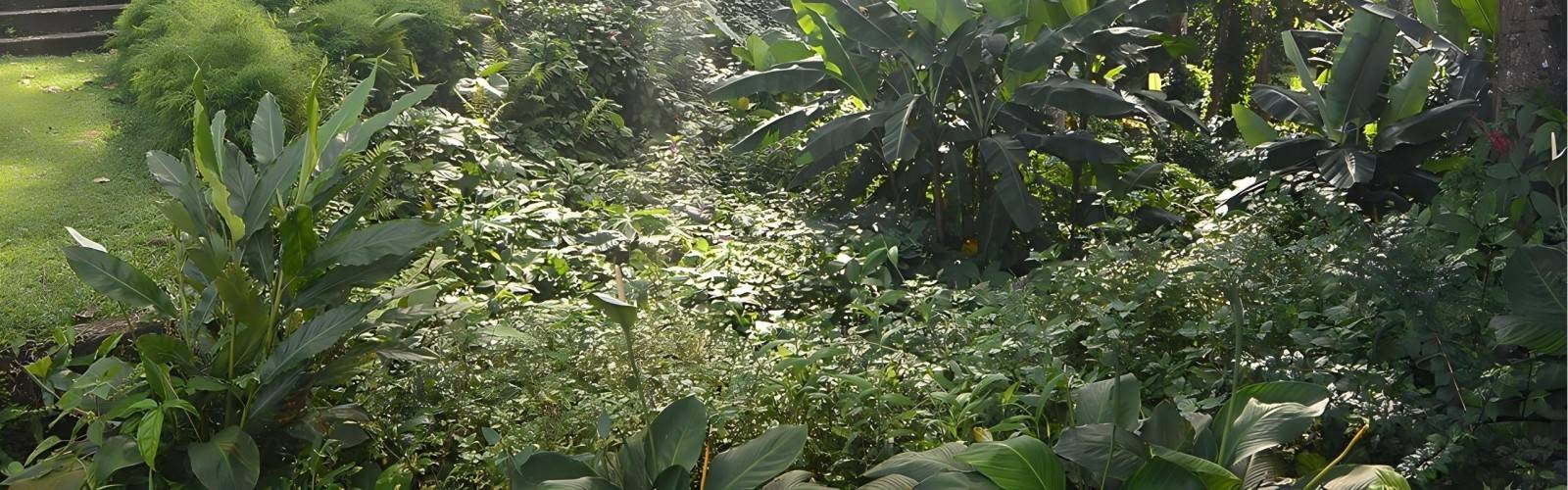 Lae Botanic Gardens