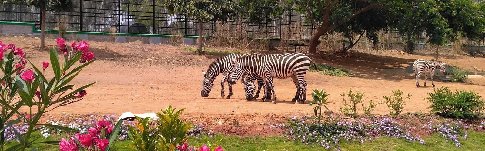 Bannerghatta National Park