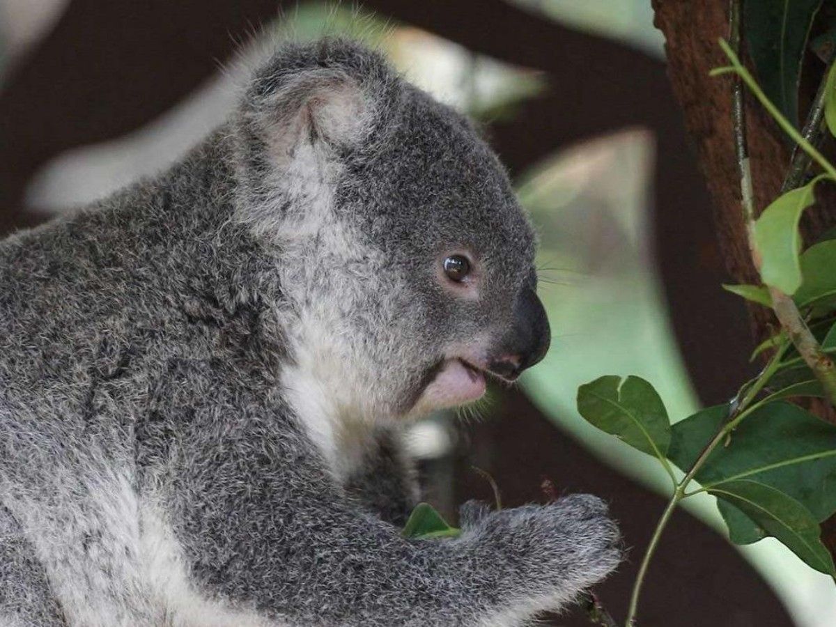 Hug a koala - a warm moment that must be experienced in life