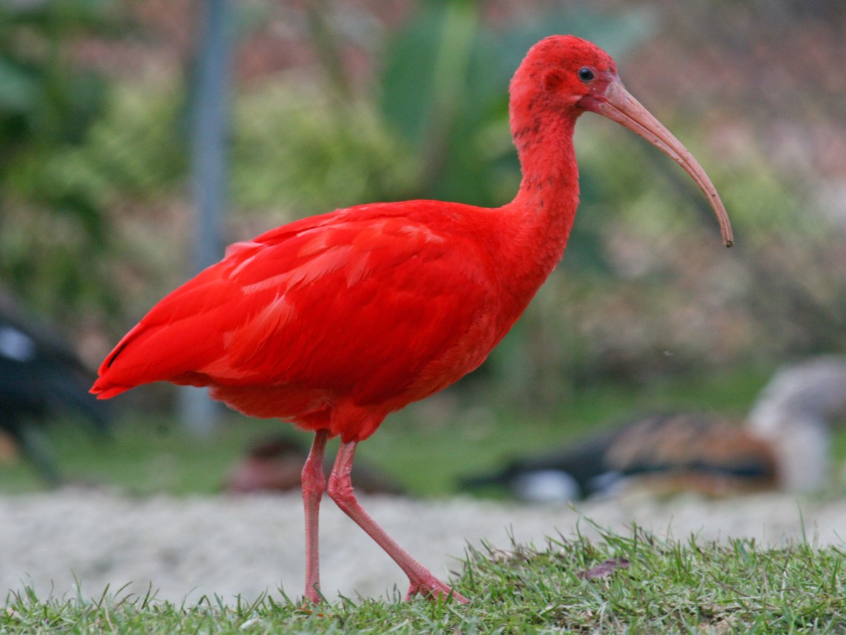 Scarlet Ibis，Eudocimus ruber