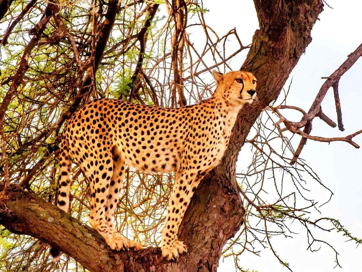 Arabian Wildlife Centre