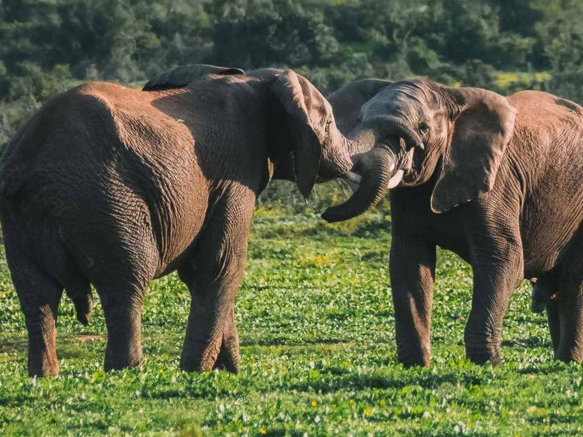 Where Elephants Rule