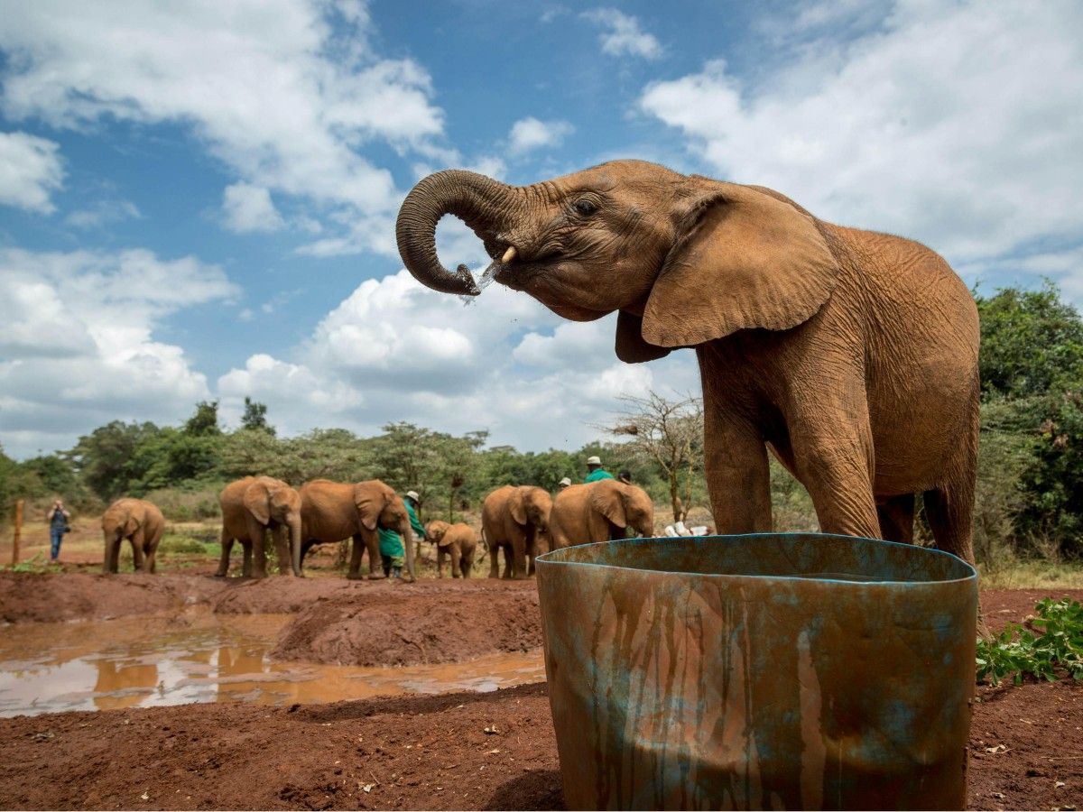 Features of the Elephant Orphanage