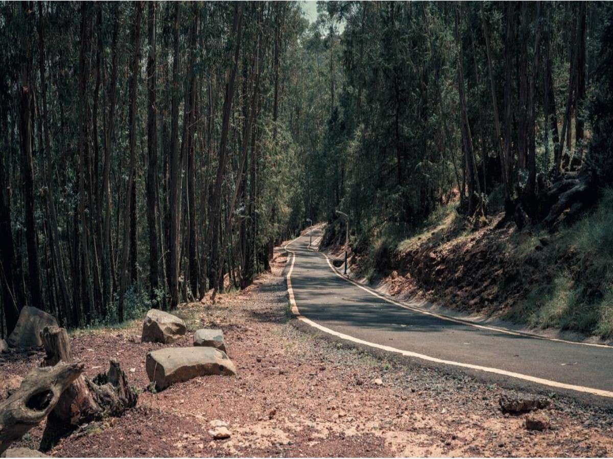 How to get to Mount Entoto?