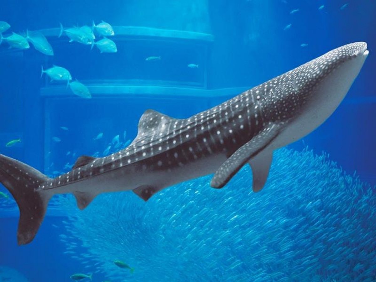 2. Dancing with whale sharks: The shocking experience of the "Pacific Tank"