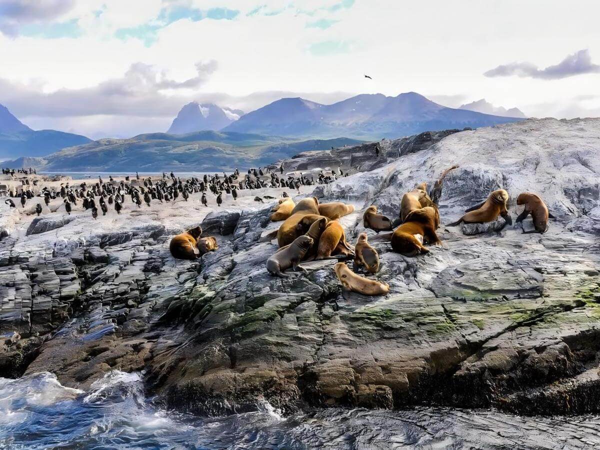 Diverse Creatures: Painting an Ecological Picture of the Straits