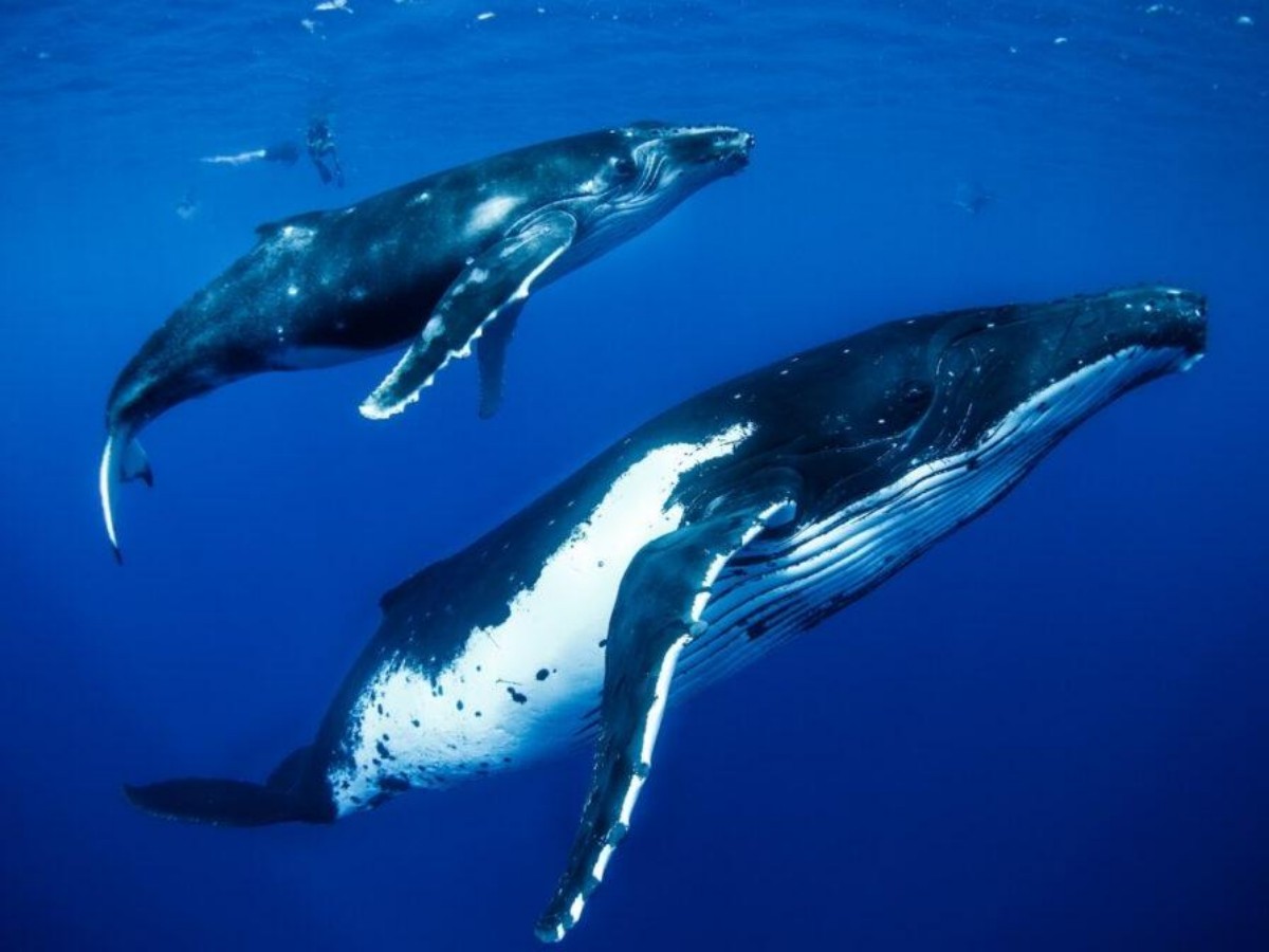 Ecological adventures beyond whale watching