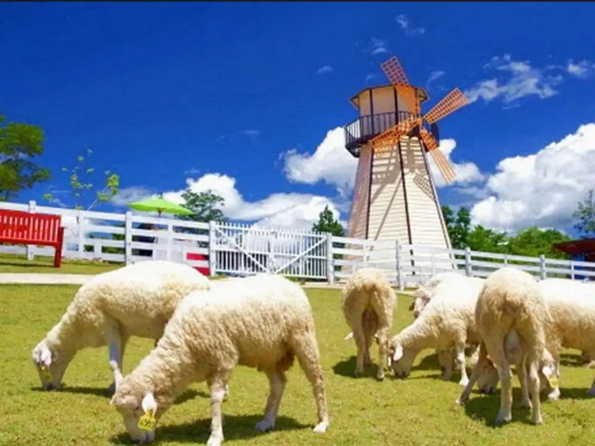 2. Sheep Feeding Experience: Get up close and personal with the sheep