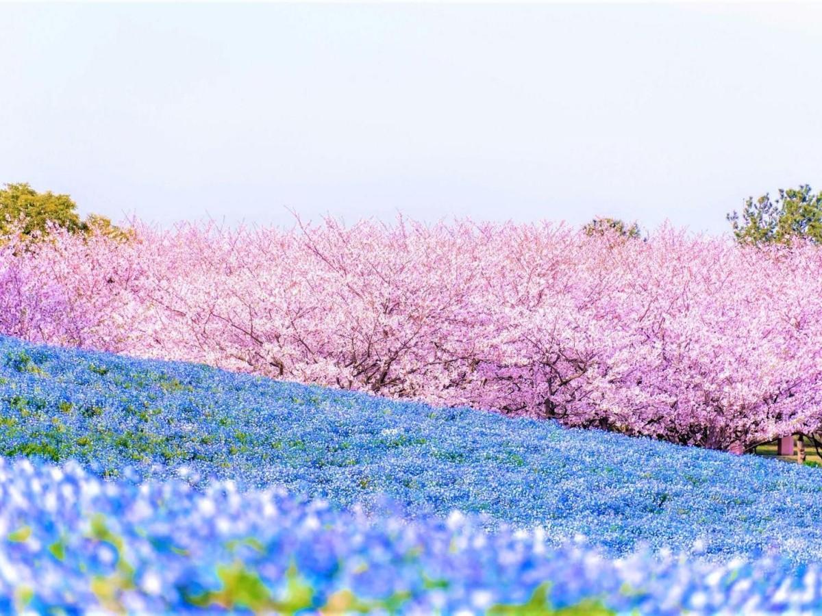 Fairytale Bike Tour in a Sea of Flowers