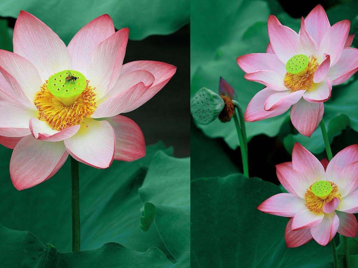 Summer: The scent of lotus