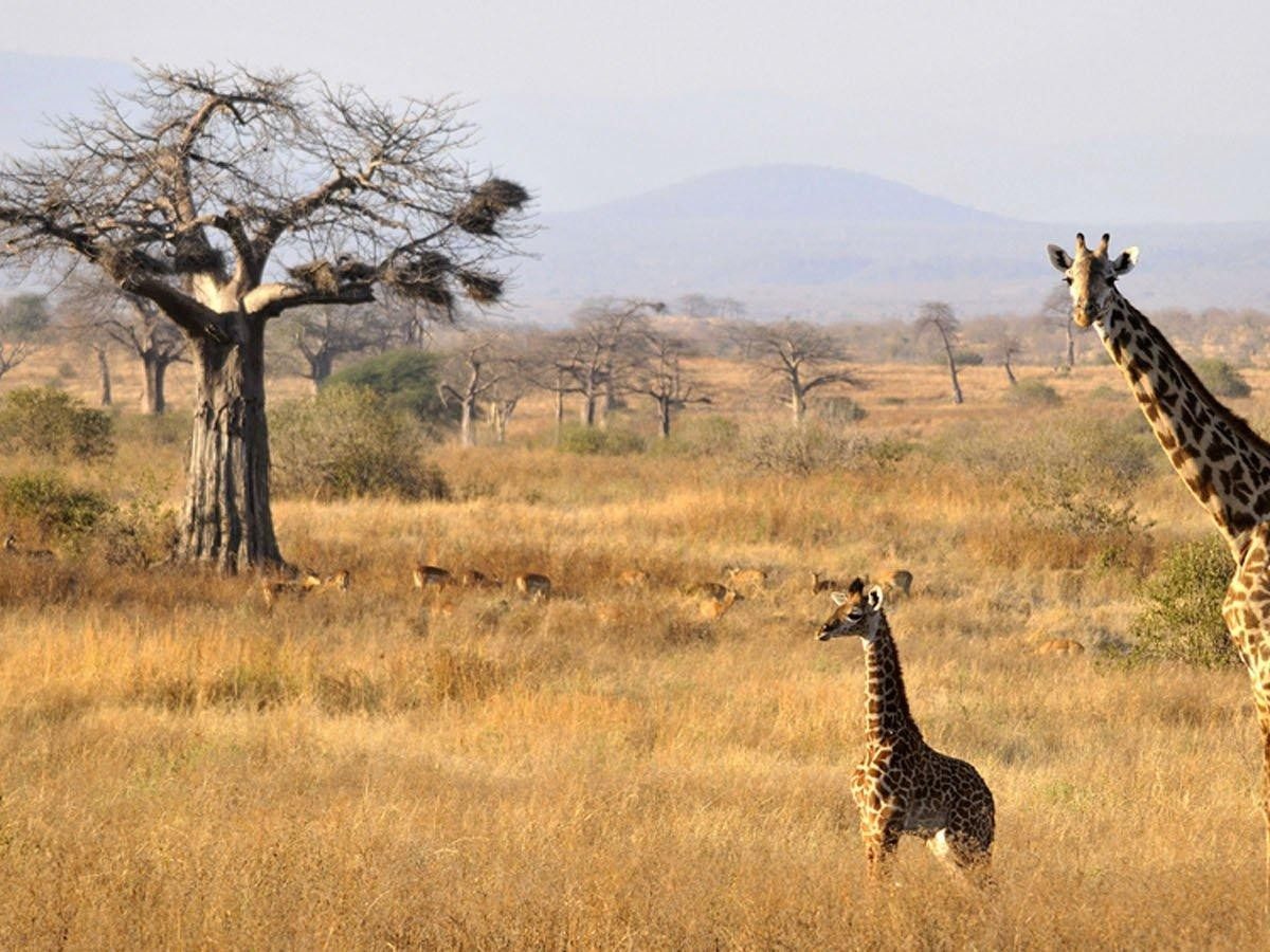 Day 1: Entering the wilderness for the first time - a shocking opening of dancing with elephants