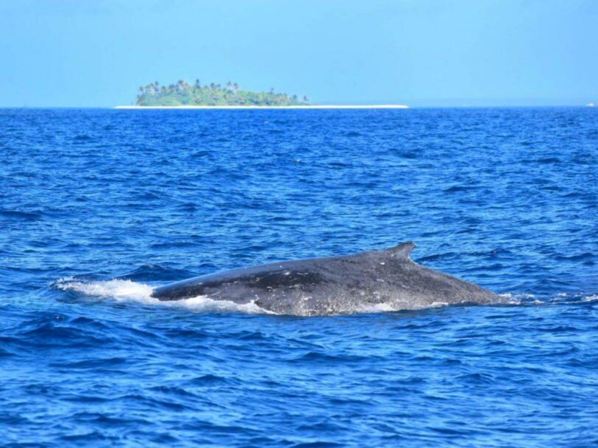 Practical tips: Plan your Palmerston Eco Tour