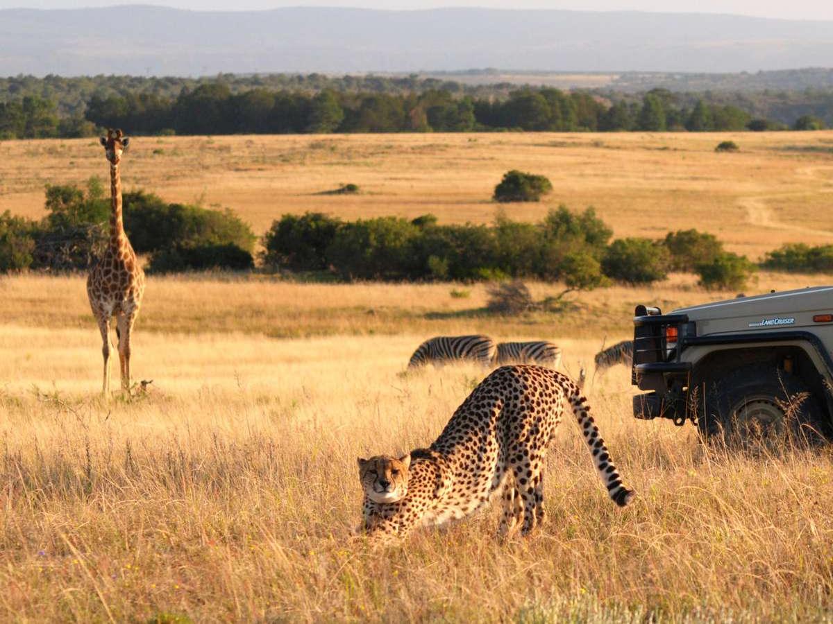 Safari Tour