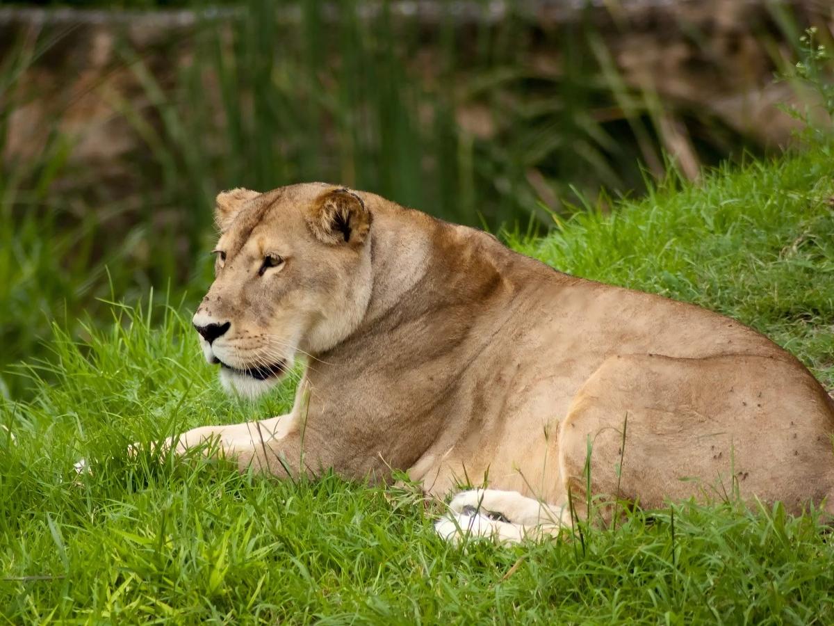 Overview of the zoo: A land of animal treasures in Mexico