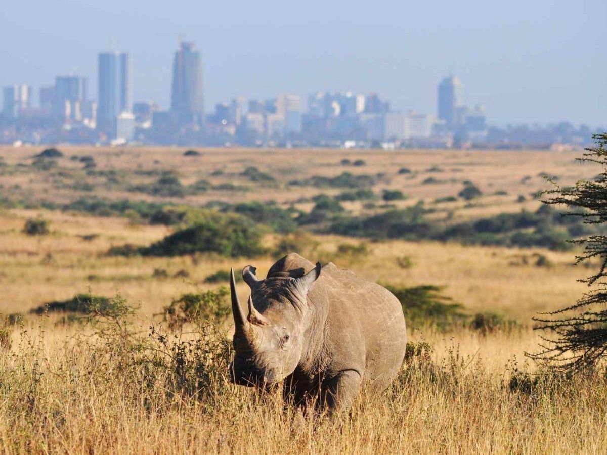 Safely watch wild animals