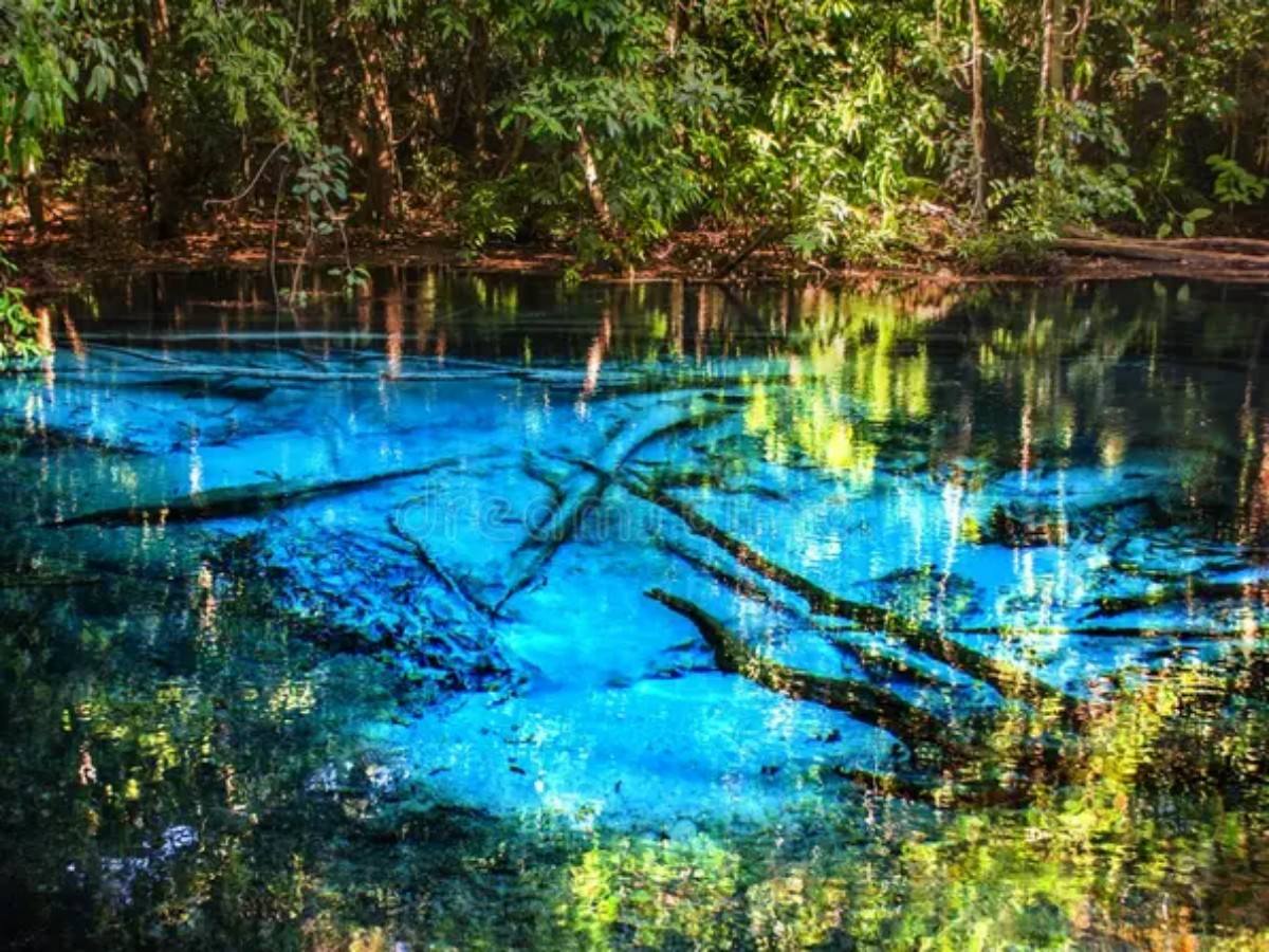 1. The Natural Gift of the Pristine Rainforest