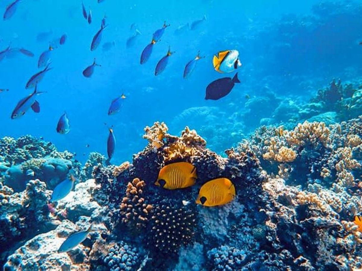 Undersea wonder 2: Tropical fish vortex