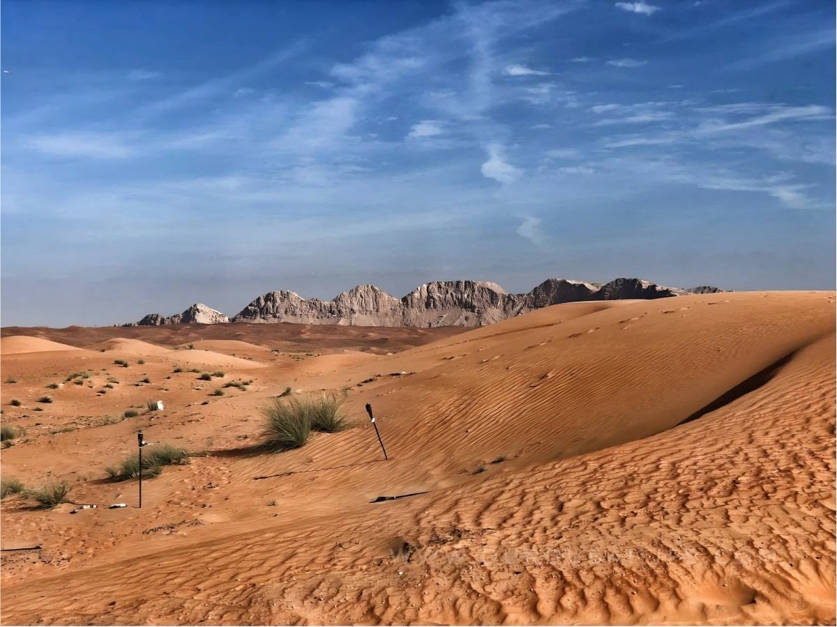 Discover the Hidden Complexities of the Desert